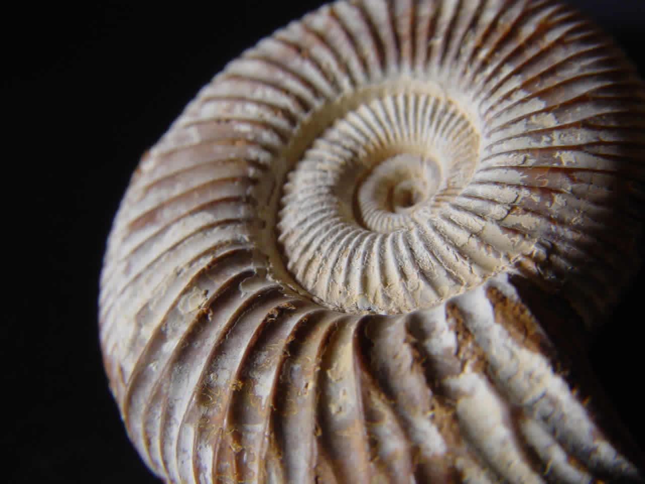 Amonita de Villa de Leyva