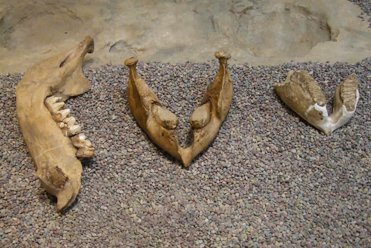 Mastodonte Villa de leyva