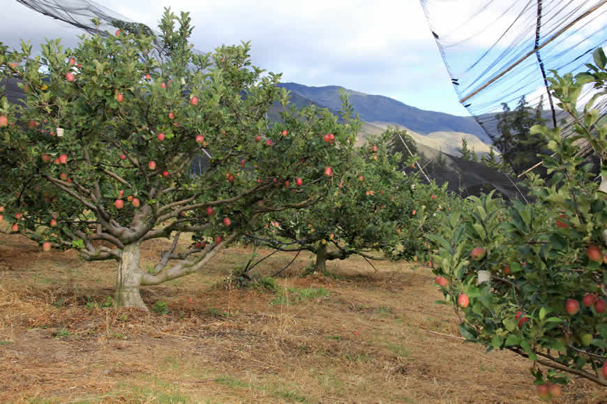 Cultivo de manzanas